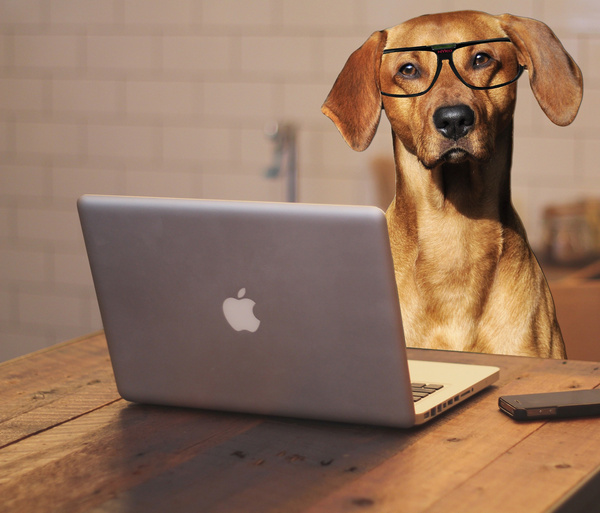 Dog Photo Montage With Laptop